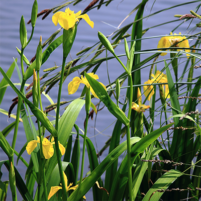 Wasserschwertlilie, Bild