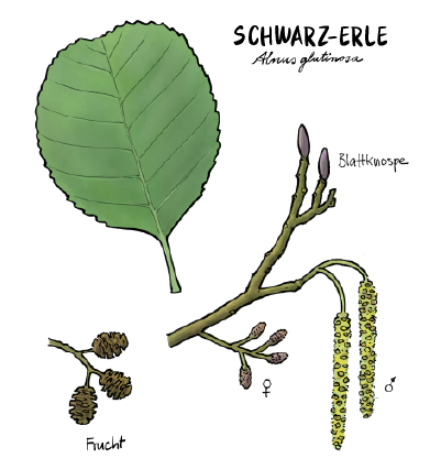 Tafel6_Erle_Zeichnung_Bild