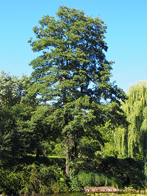 Erle Alnus glutinosa