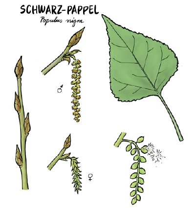 Tafel6_Pappel_Zeichnung_Bild