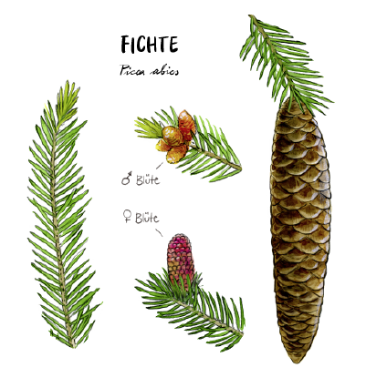 Tafel6_Fichte_Zeichnung_Bild