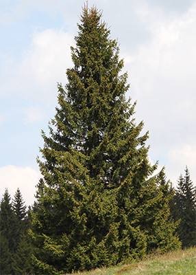 Picea abies Beskid Żywiecki